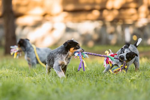 Cattle puppies playing tug a war Sandgate vets