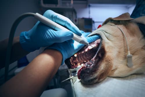 pet dental care