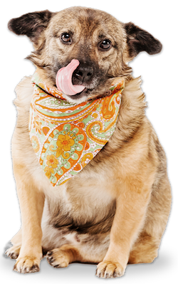 dog with scarf licking his lips